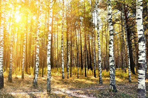 framedposter-print-birch-forest