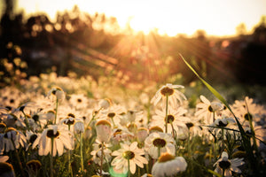 3-piece-aluminium-print-daisies-at-sunset