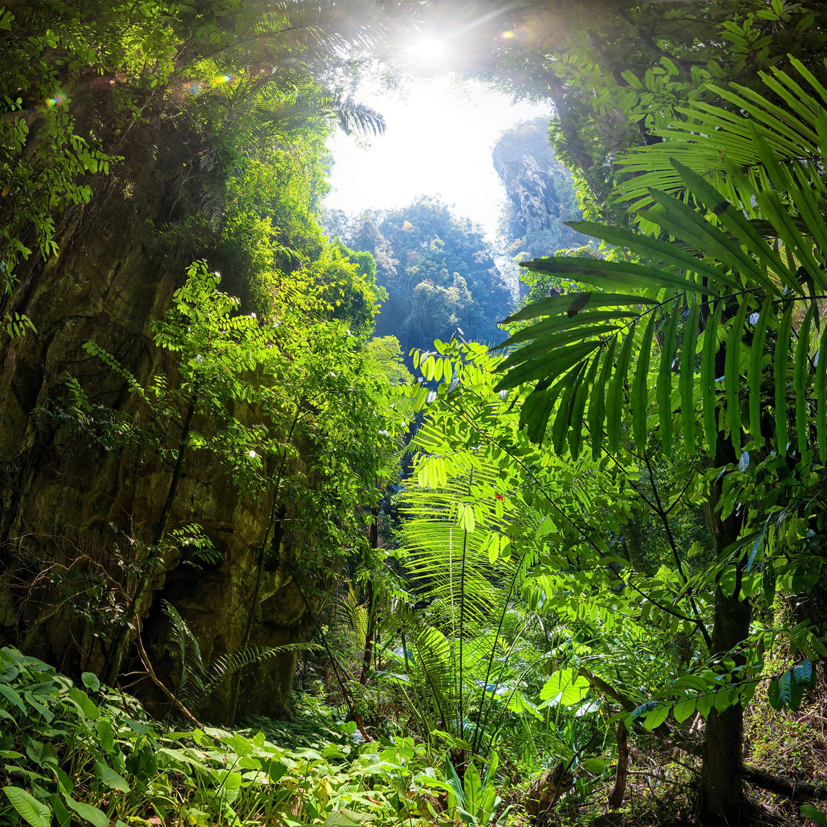 4-piece-aluminium-print-clearing-in-the-jungle
