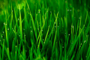 modern-3-piece-canvas-print-grass-with-morning-dew