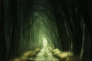 framedposter-print-mysterious-forest-iii