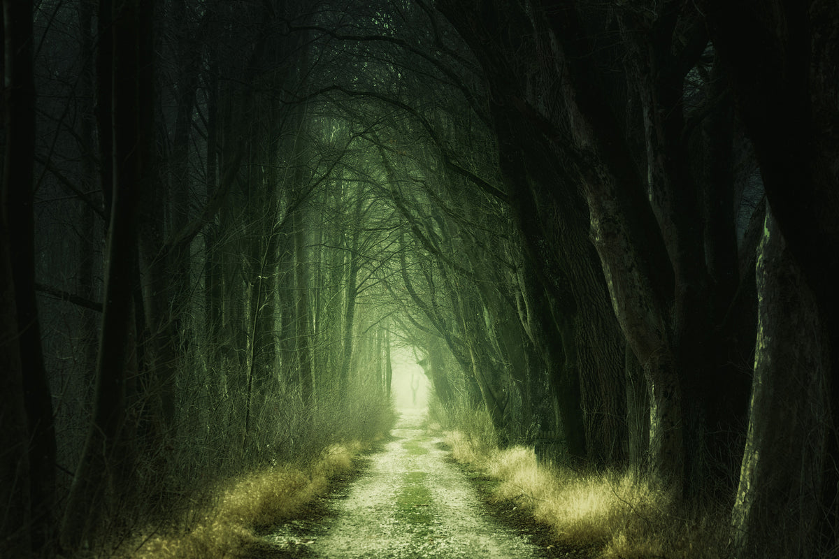 framedposter-print-mysterious-forest-iii