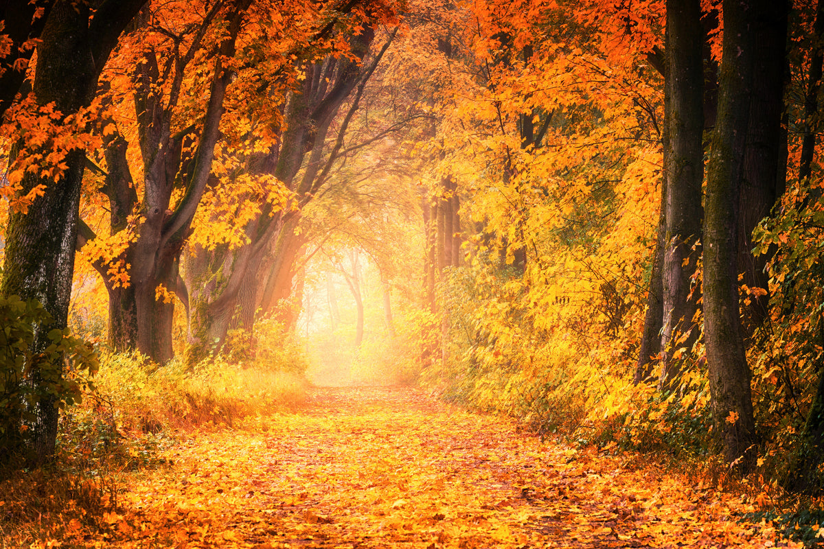 canvas-print-colors-magnificent-forest