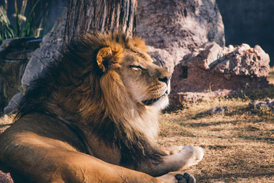 poster-print-lion-is-sunning-himself