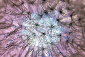 3-piece-acrylic-print-dandelion-in-the-light-play
