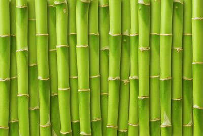 poster-print-bamboo-wall