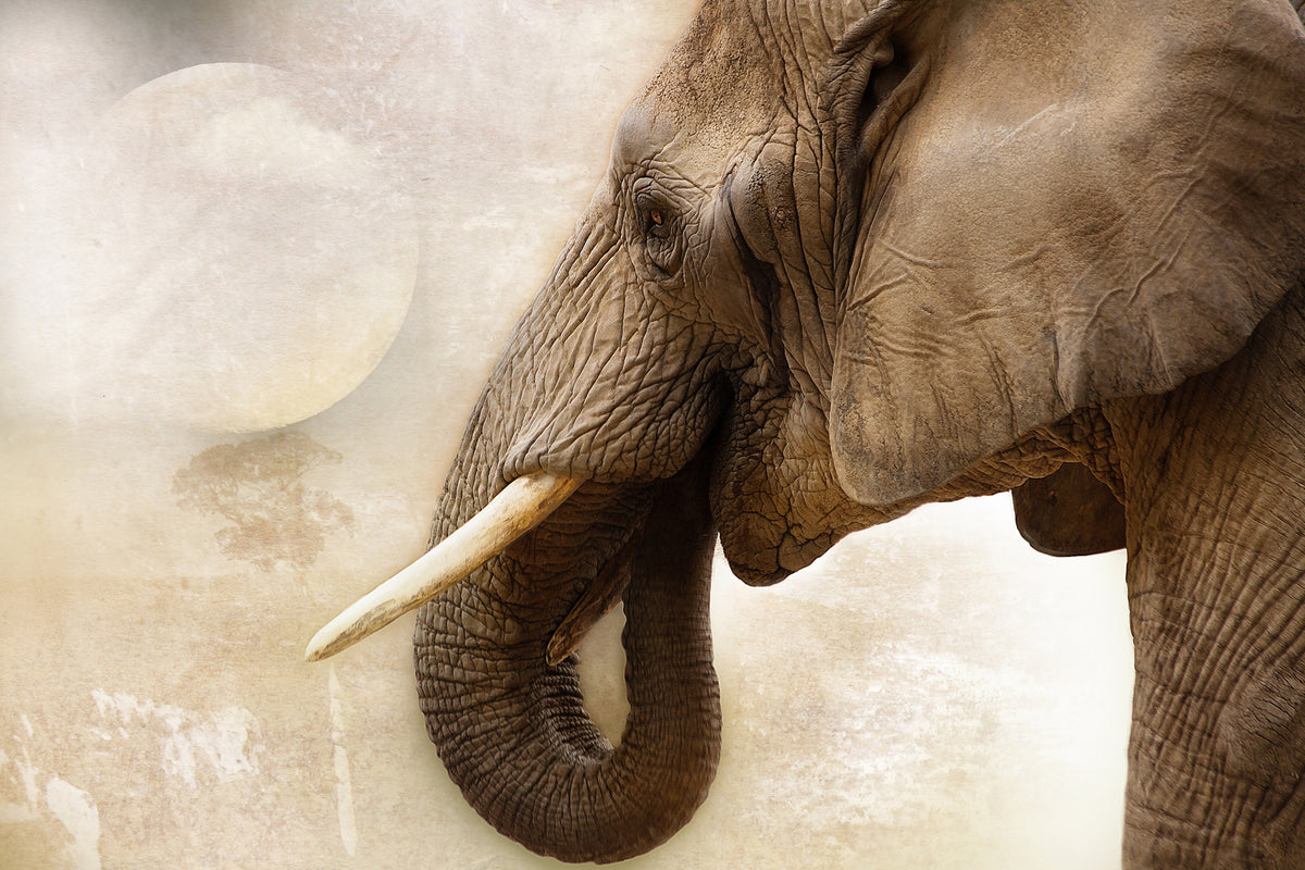 3-piece-aluminium-print-portrait-of-an-elephant