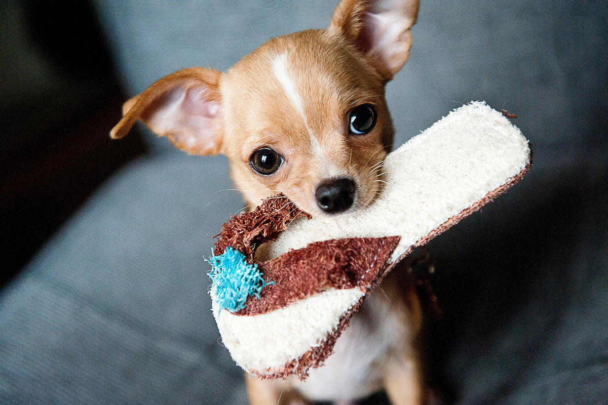 3-piece-acrylic-print-obedient-chihuahua