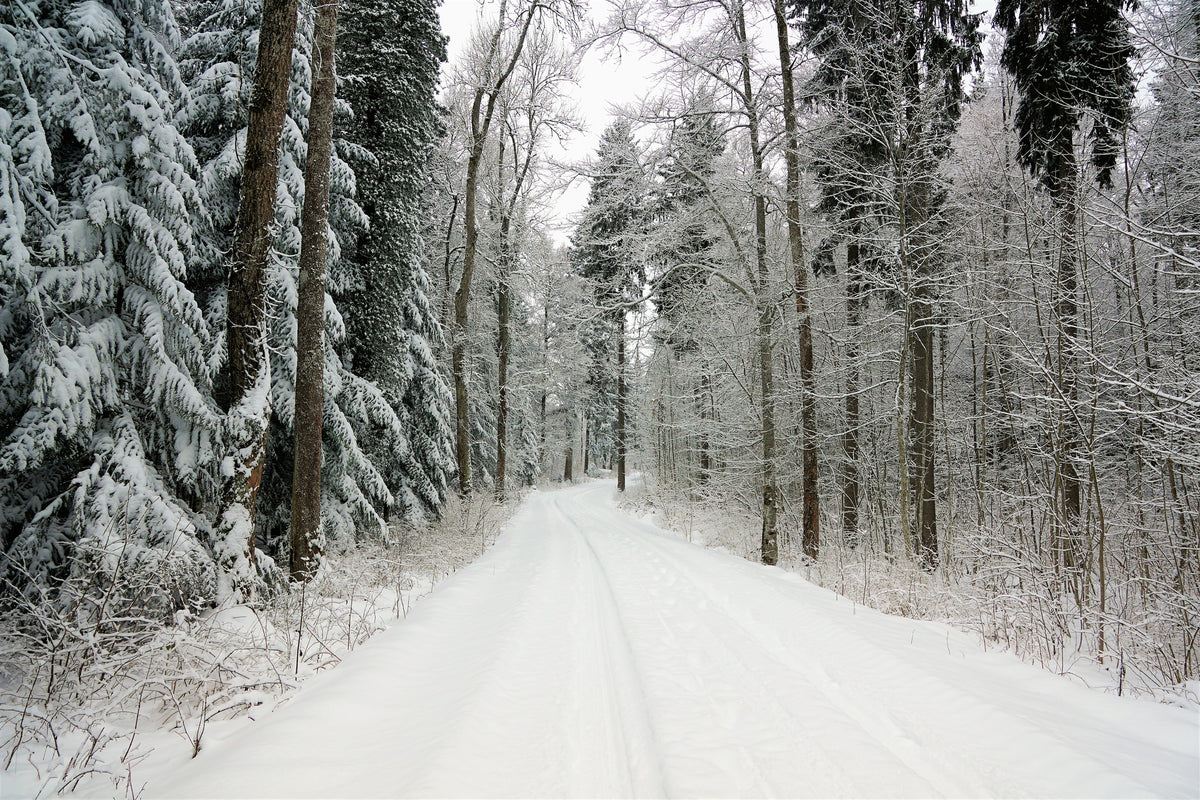 3-piece-aluminium-print-snow-in-the-forest
