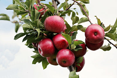 poster-print-close-up-apple-tree