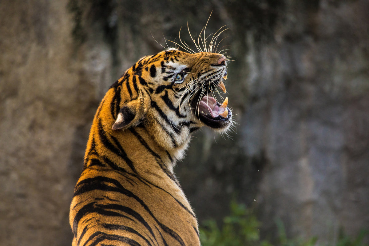 3-piece-aluminium-print-attention-tiger