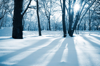poster-print-the-forest-without-tracks-in-the-snow