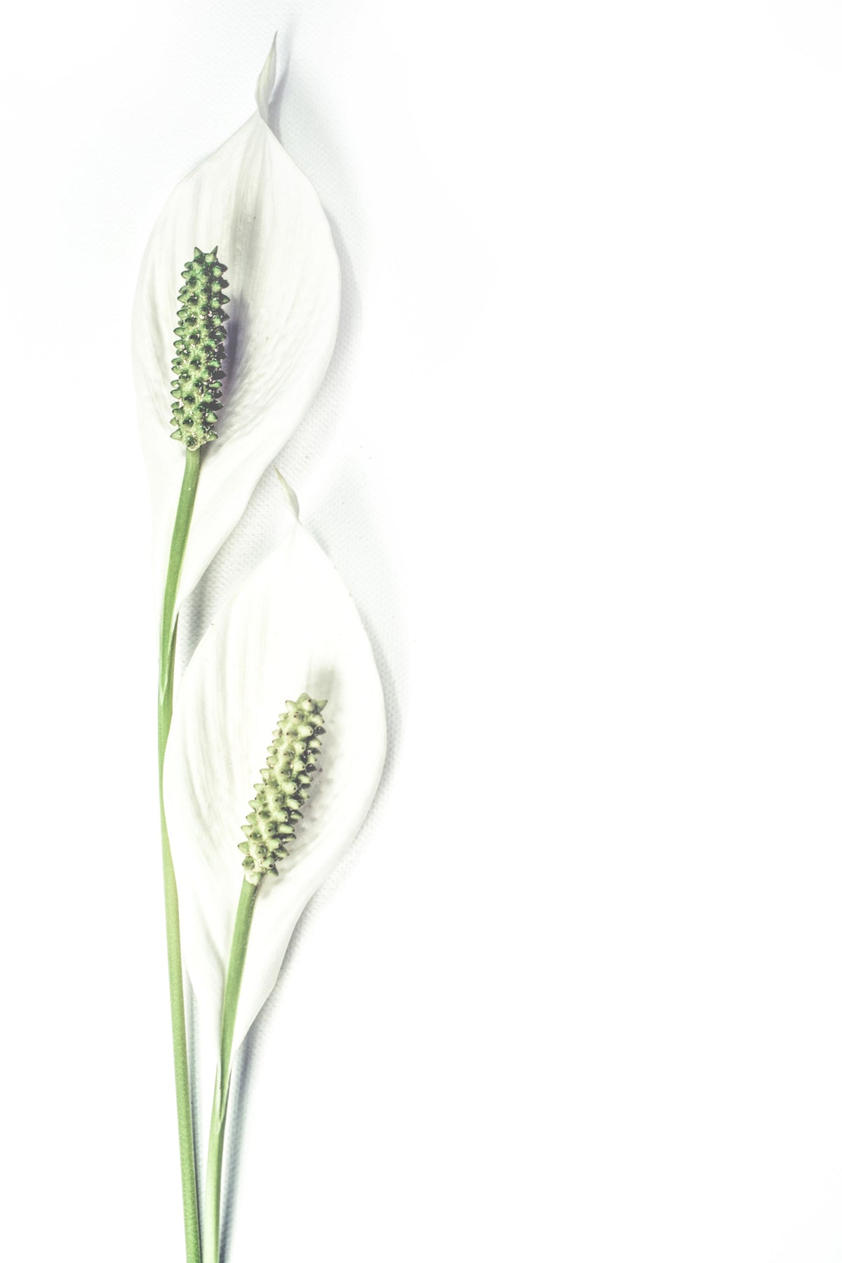 aluminium-print-lily-seed-pods