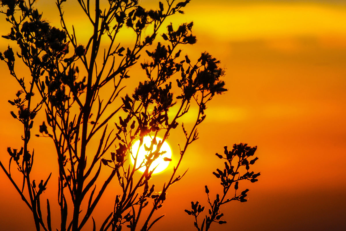 3-piece-canvas-print-a-shrub-in-the-sunset