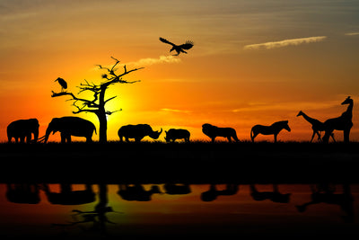 poster-print-safari-animals-at-sunset