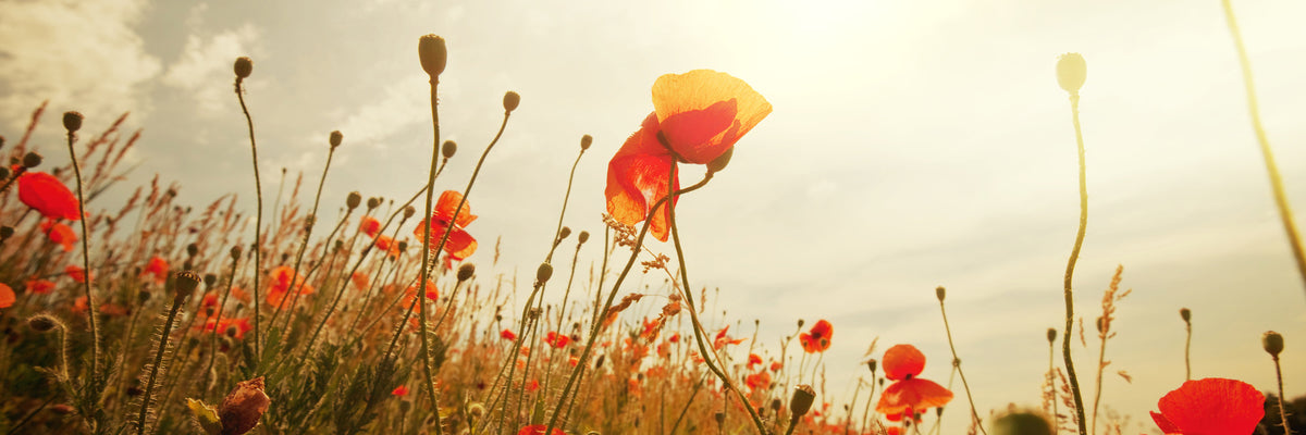 panoramic-acrylic-print-the-poppy-field-at-sunrise-panorama