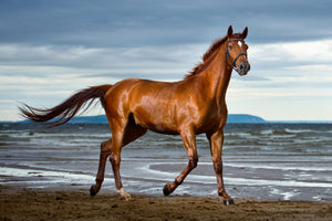 3-piece-canvas-print-a-thoroughbred-at-the-sea