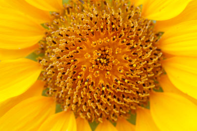 poster-print-beautiful-buds-of-the-sunflower