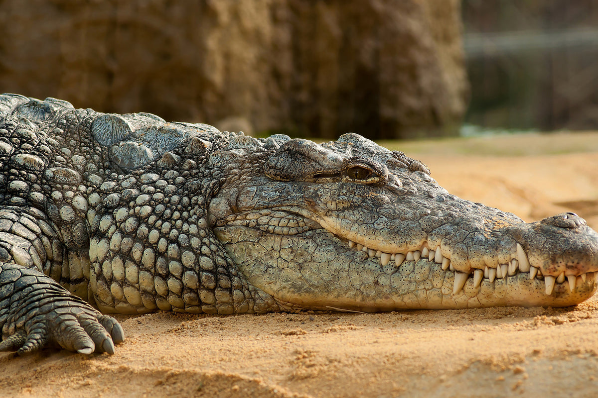 canvas-print-the-nile-crocodile