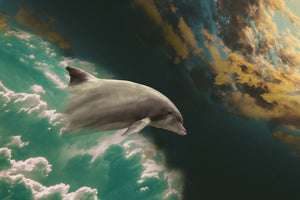 framedposter-print-fascination-dolphin