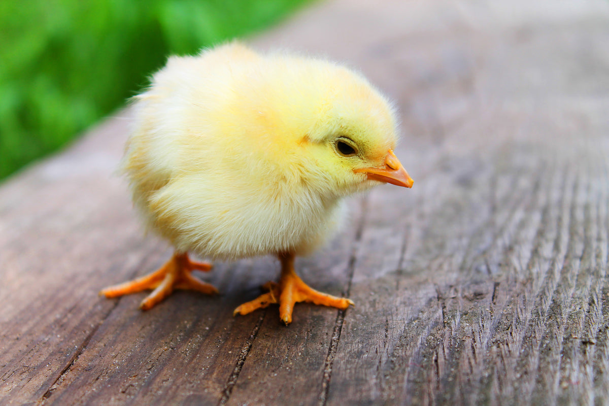 framedcanvas-print-the-chick