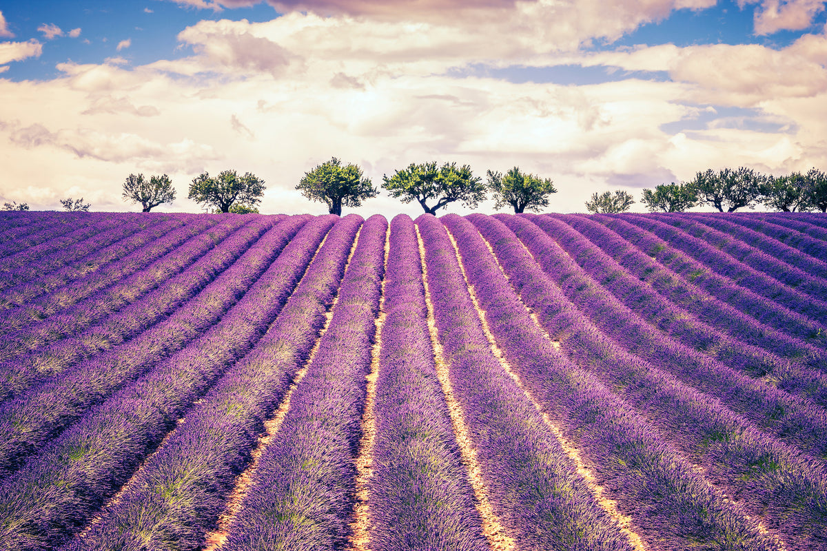 aluminium-print-the-lavender-field-ii
