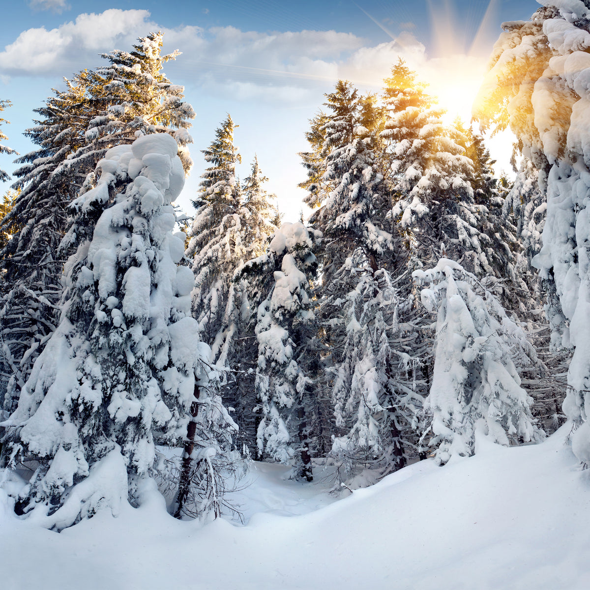 9-piece-aluminium-print-fir-in-snow