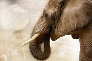 3-piece-canvas-print-portrait-of-an-elephant