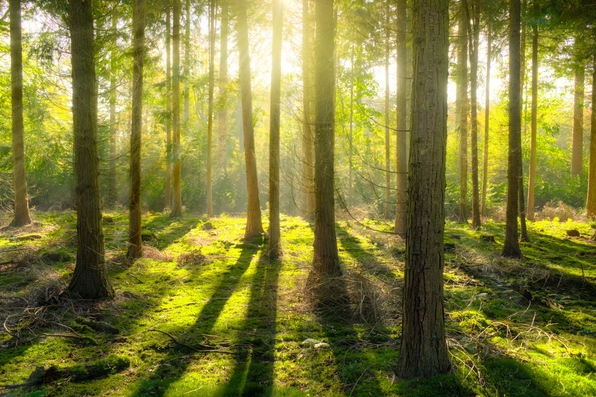 framedcanvas-print-in-the-middle-of-the-woods