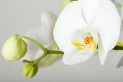 poster-print-giant-orchid