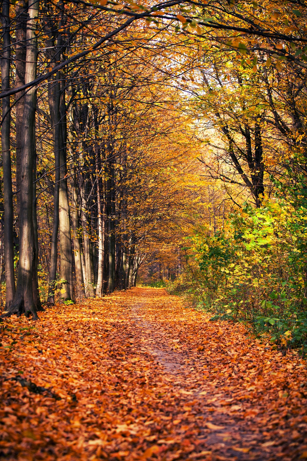 framedposter-print-deciduous-forest-in-autumn-light