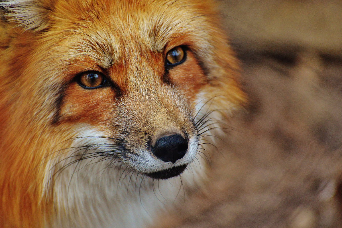 canvas-print-the-fox