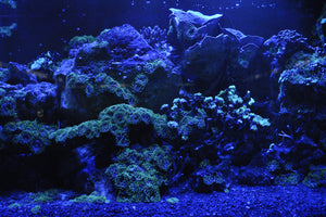 aluminium-print-coral-reef-in-blue