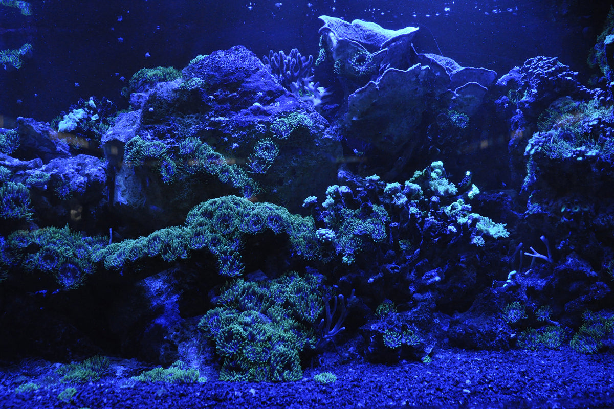 aluminium-print-coral-reef-in-blue