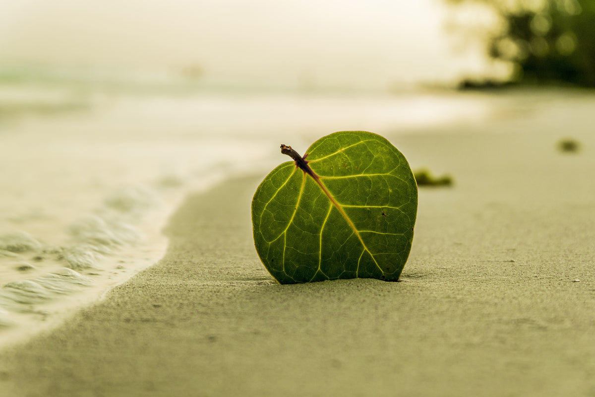 framedposter-print-beach-leaf