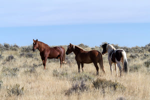 aluminium-print-3-horses-in-nature