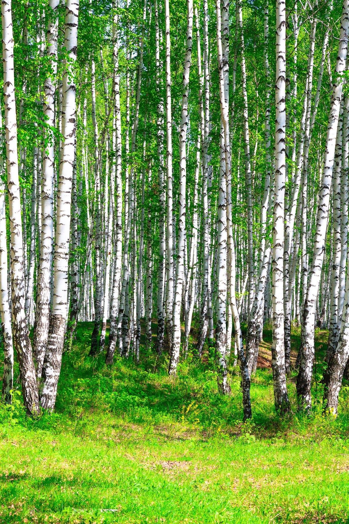 framedposter-print-the-birch-forest-in-summer