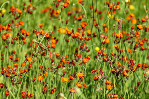 3-piece-canvas-print-hawkweeds