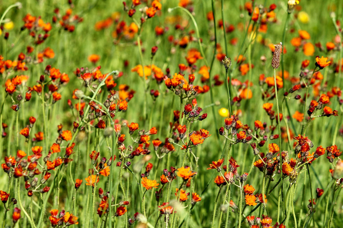 3-piece-canvas-print-hawkweeds