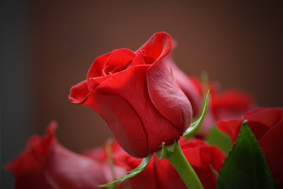 poster-print-red-rose-in-xl