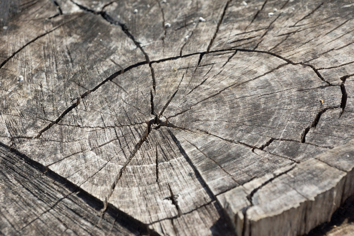 3-piece-canvas-print-the-tree-rings