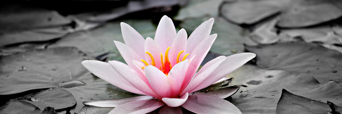 panoramic-3-piece-acrylic-print-the-art-of-water-lily-panorama