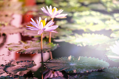 poster-print-lilies-in-pond