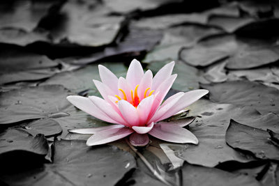 poster-print-the-art-of-water-lily