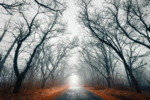3-piece-aluminium-print-mysterious-mood-in-the-forest