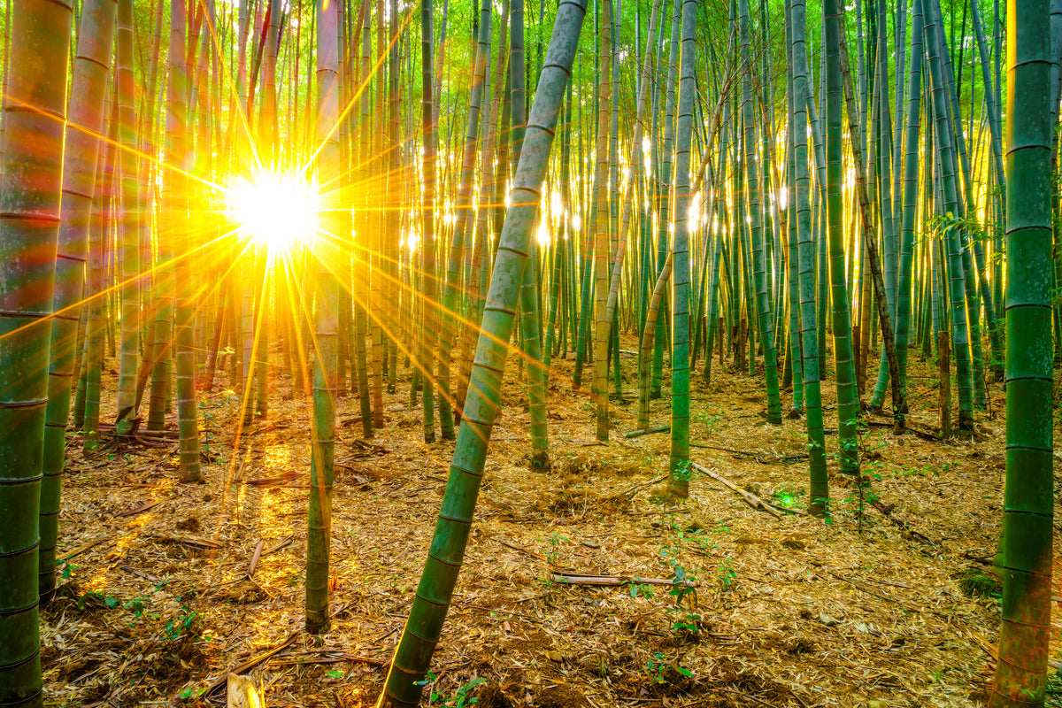 3-piece-canvas-print-bamboos