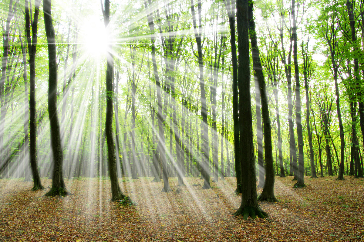 acrylic-print-magic-light-in-the-trees