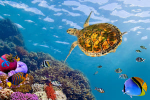 canvas-print-the-turtle