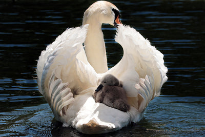 poster-print-mom-and-baby-swan