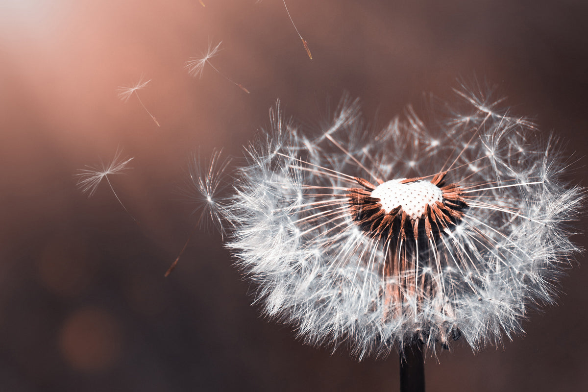 framedcanvas-print-dandelion-in-the-evening-light